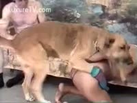 Brown dog banging a beastie gal